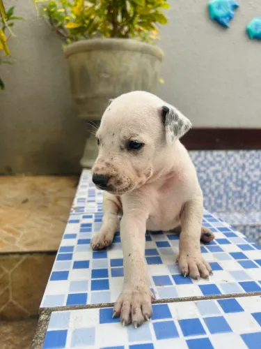 Dálmata x Pitbull filhote cachorro 