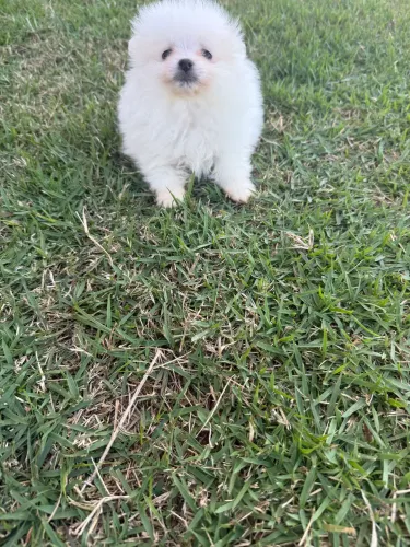 Lulu da Pomerania