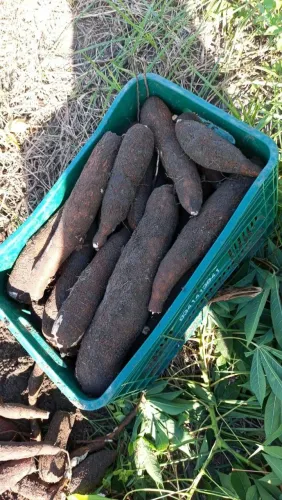 Vende-se coco seco macaxeira coco ralado macaxeira ralada e caixa de macaxeira
