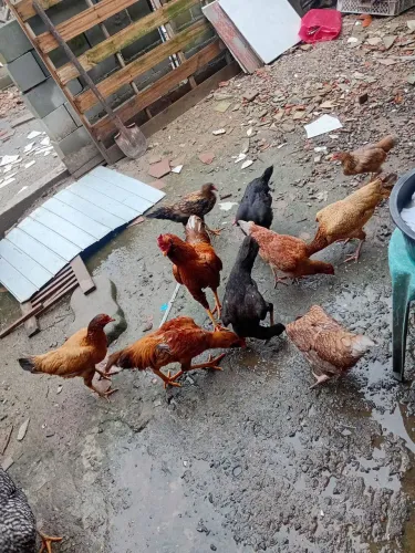 Galinhas adultas caipiras
