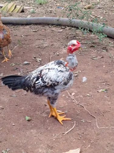 Frango pescoço pelado