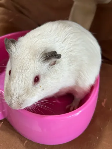 Porquinho da índia