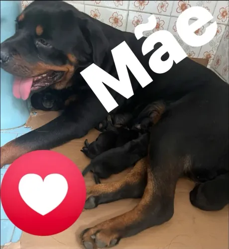 Rottweiler