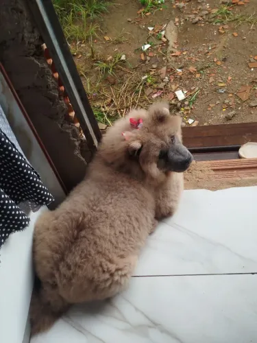 Vende -Se Chow Chow