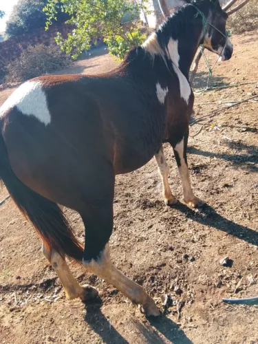 Vendo Égua pent horse 3 anos e meio