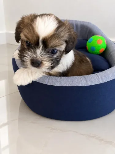Filhote de lhasa apso macho 