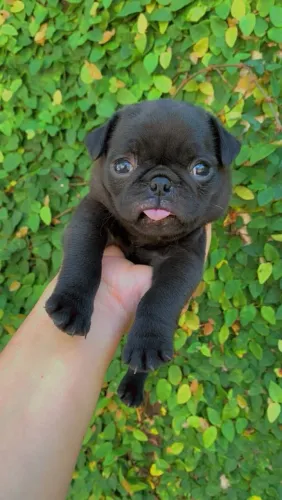 PUG FÊMEA PRETA LEGÍTIMA 