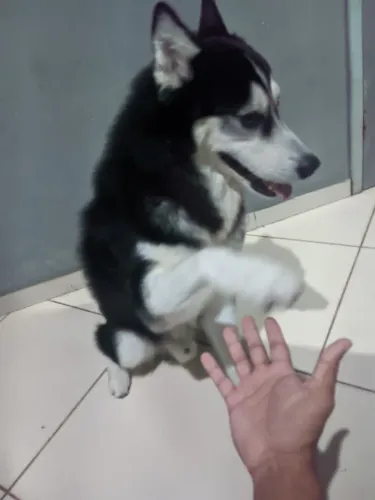 Husky siberiano a procura de uma namorada 