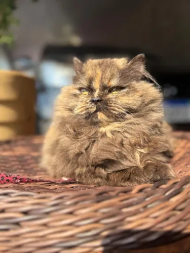 Gata Persa adoravel