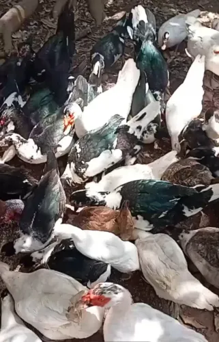 Patos e Patas