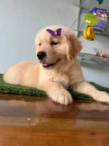 Filhotinhos Golden Retriever femea e macho de pronta entrega