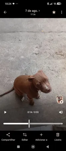 Doa se filhotes de Pitbull