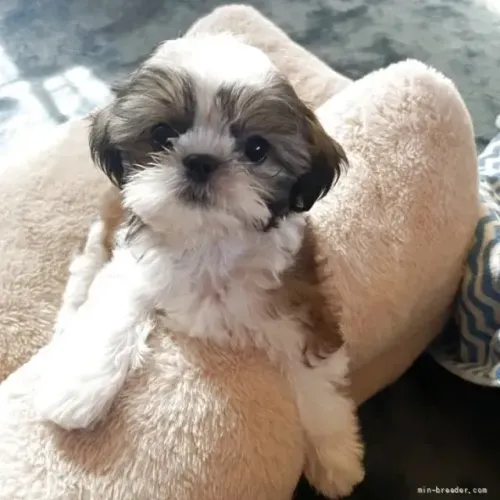 Bebezinho Shih tzu/ shihtzu fofos, atentos e carinhosos