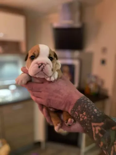 Filhotes de Bulldog Inglês disponíveis! Chama no WhatsApp para fotos e vídeos agora!