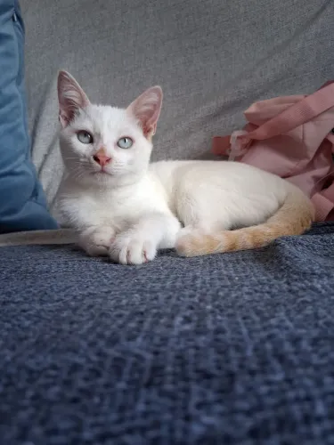 Gatinha para adoção responsável. 