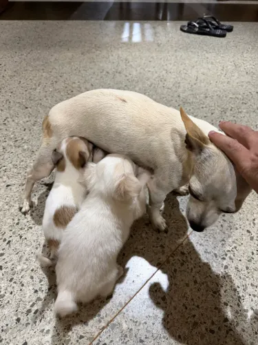 Chihuahua Filhote!
