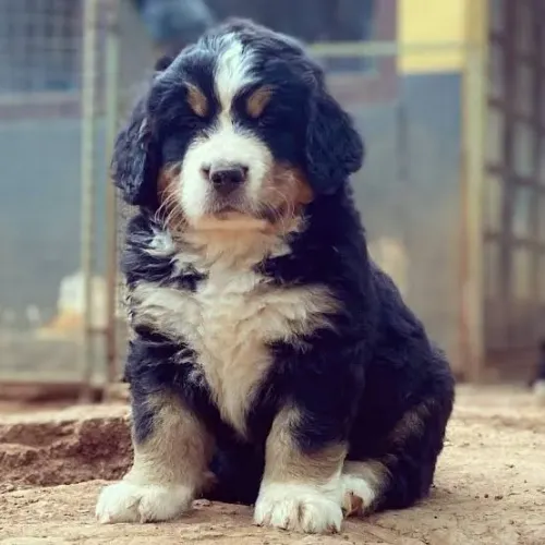 Bernese mountain filhotes