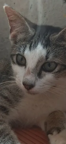 Adoção gatinhos resgatados