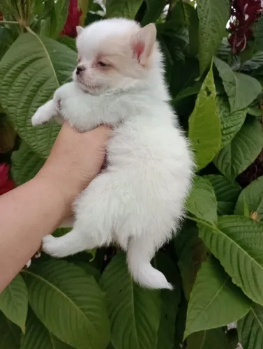 Chihuahua  machos e femeas pelo curto e pelo longo 