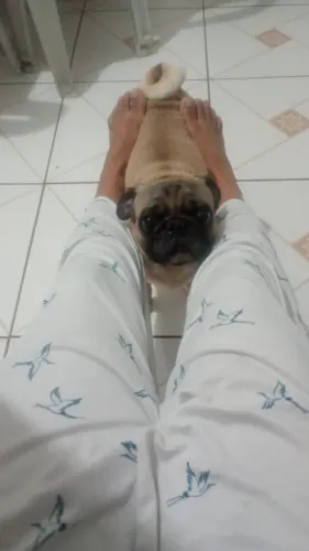 Procurando  uma namorada  pro meu cachorro  fred  uma pug  puro um filho ou 500 Reis  