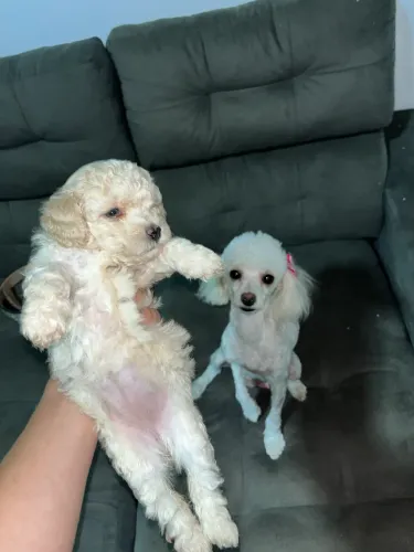 Poodle toy fêmea