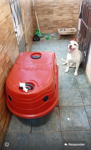 Caixa transportadora para cachorro de médio porte