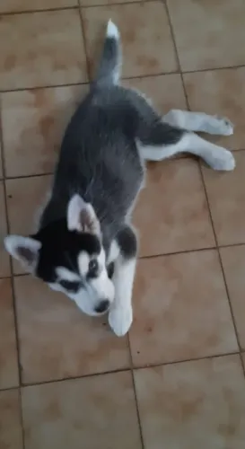 Fêmea Hussein siberiana