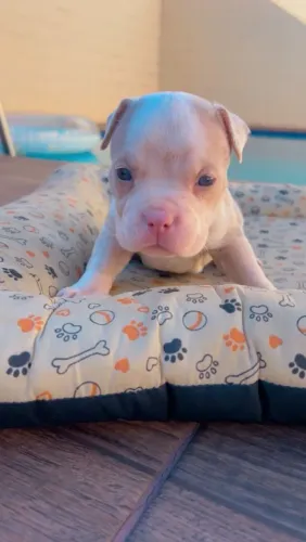 FILHOTES AMERICAN BULLY DISPONÍVEIS 