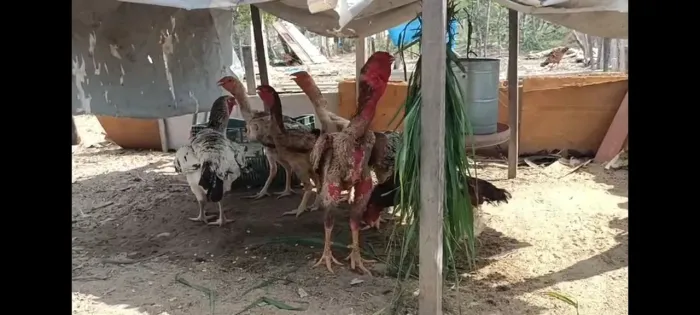 Galinha índio gigante 