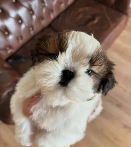 Filhotes de Shih Tzu | Sempre divertido.