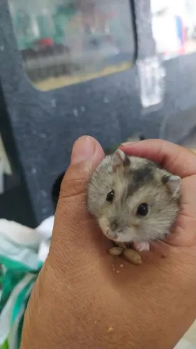 Hamster