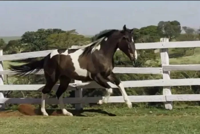 Potro Paint Horse