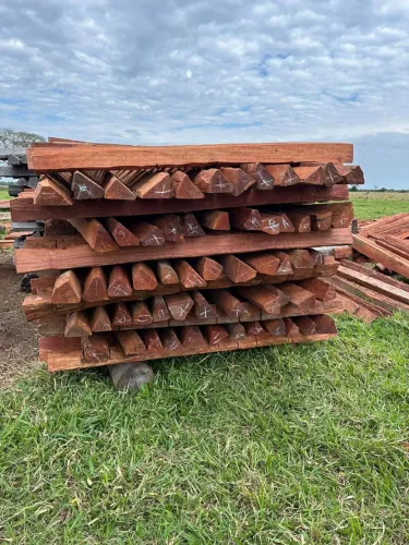 Aroeiras novas sob encomenda para sua fazenda 