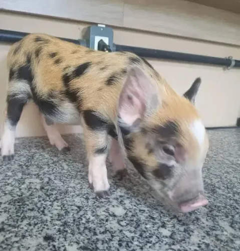 Filhote de porquinho raça
