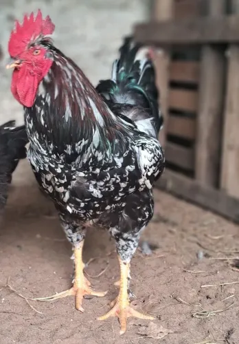 Vendo pinto gsb (galinha sertaneja balão)