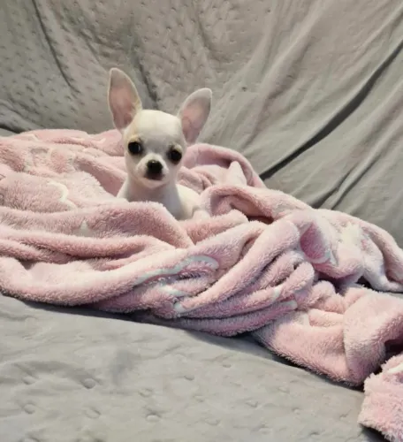 Chihuahua 