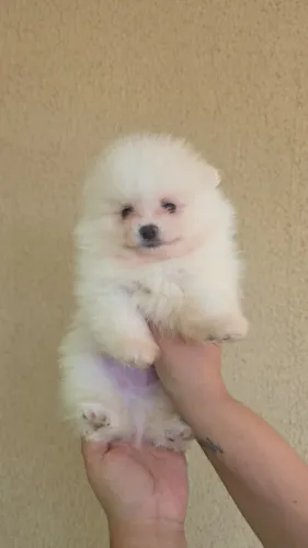 Filhotes de Lulu da Pomerânia / Spitz Alemão Anão