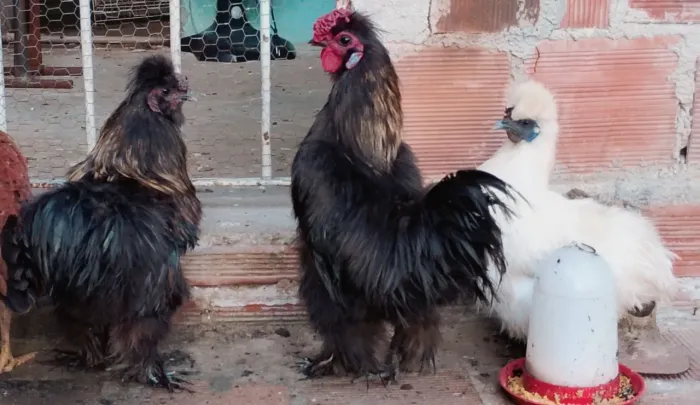 Vendo 2 galos e uma galinha sedosa do japao