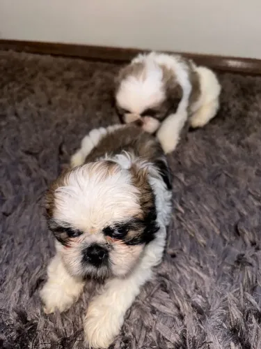 Shihtzu Mini Filhotes Legítimos. 