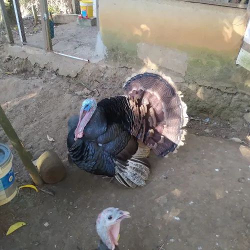 Vendo um casal de perú 