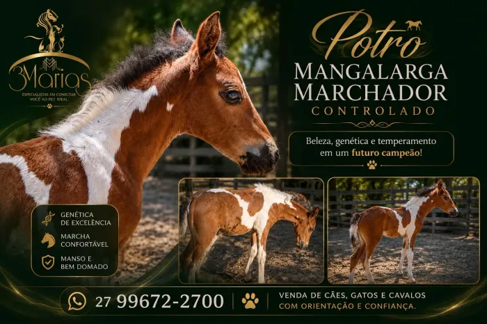 Potro Mangalarga Marchador controlado. Aceito cartão e pix