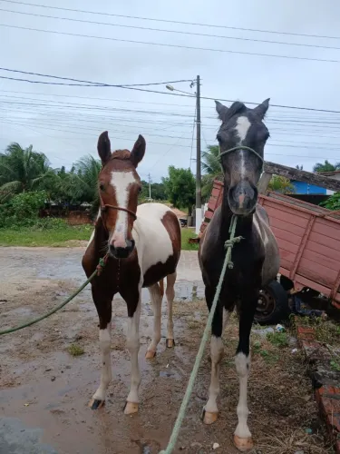Casal de Potros Pampa - Macho e Fêmea