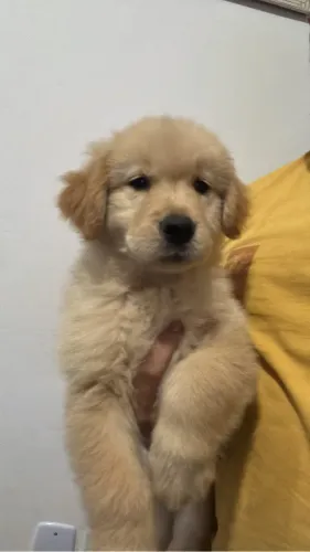 Goldem Retriever 