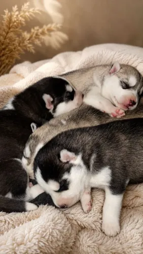 Husky Siberiano 