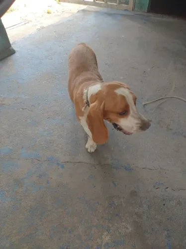 Vende-se ou troca por ganso ou arves do meu interesse