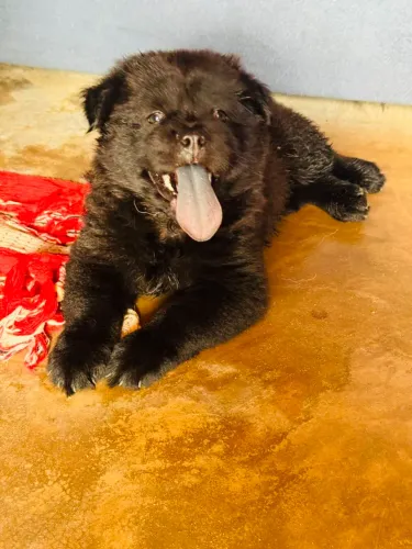 Vendo chow chow