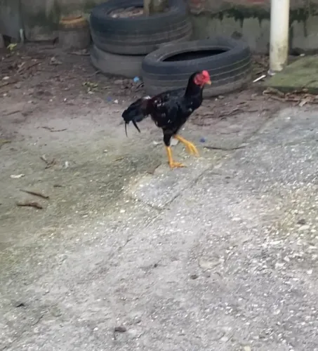 Vendo frango