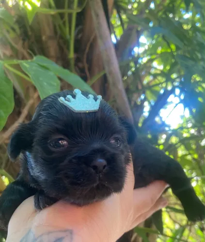 Cachorro 