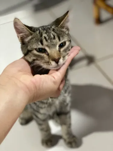 Gatinha pra adoção responsável