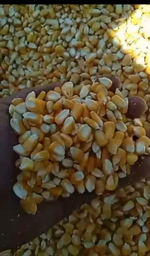 Venda de Milho, Quirera de Milho e Farelo de Soja Direto do Produtor